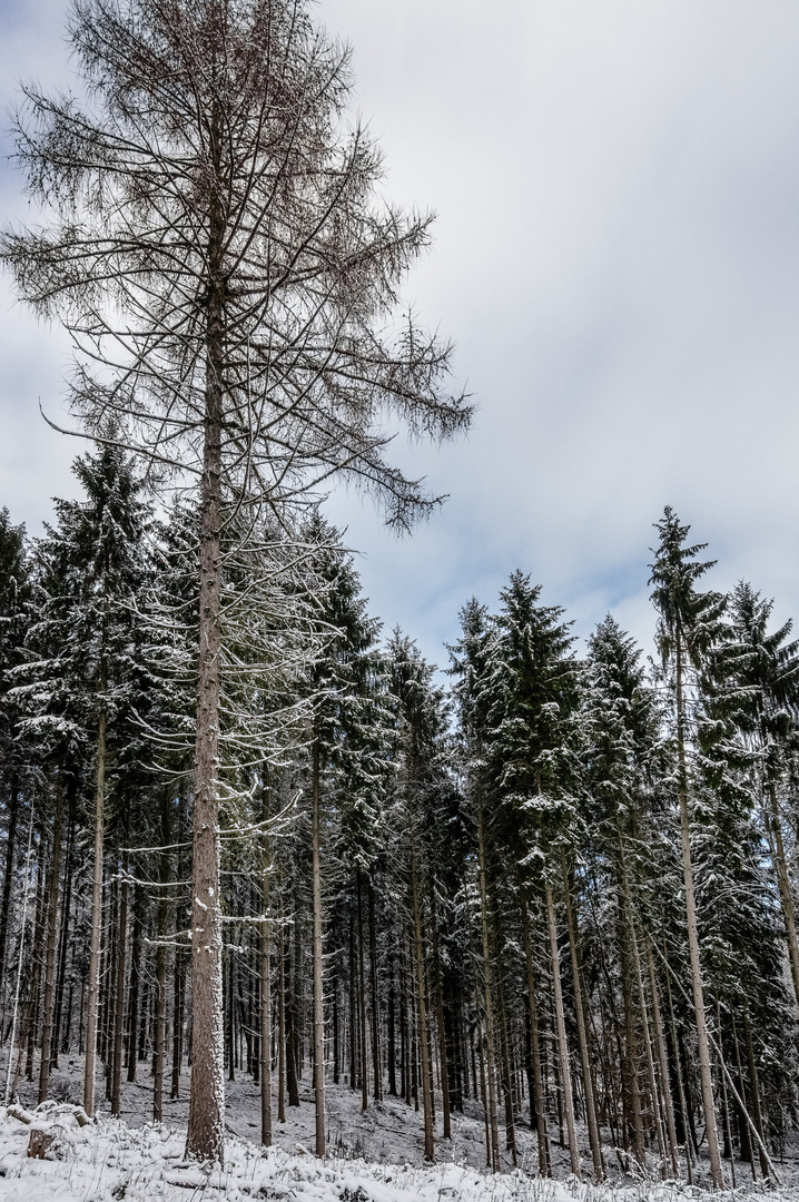 Die Lärche Foto & Bild | wald, winter, schnee Bilder auf fotocommunity