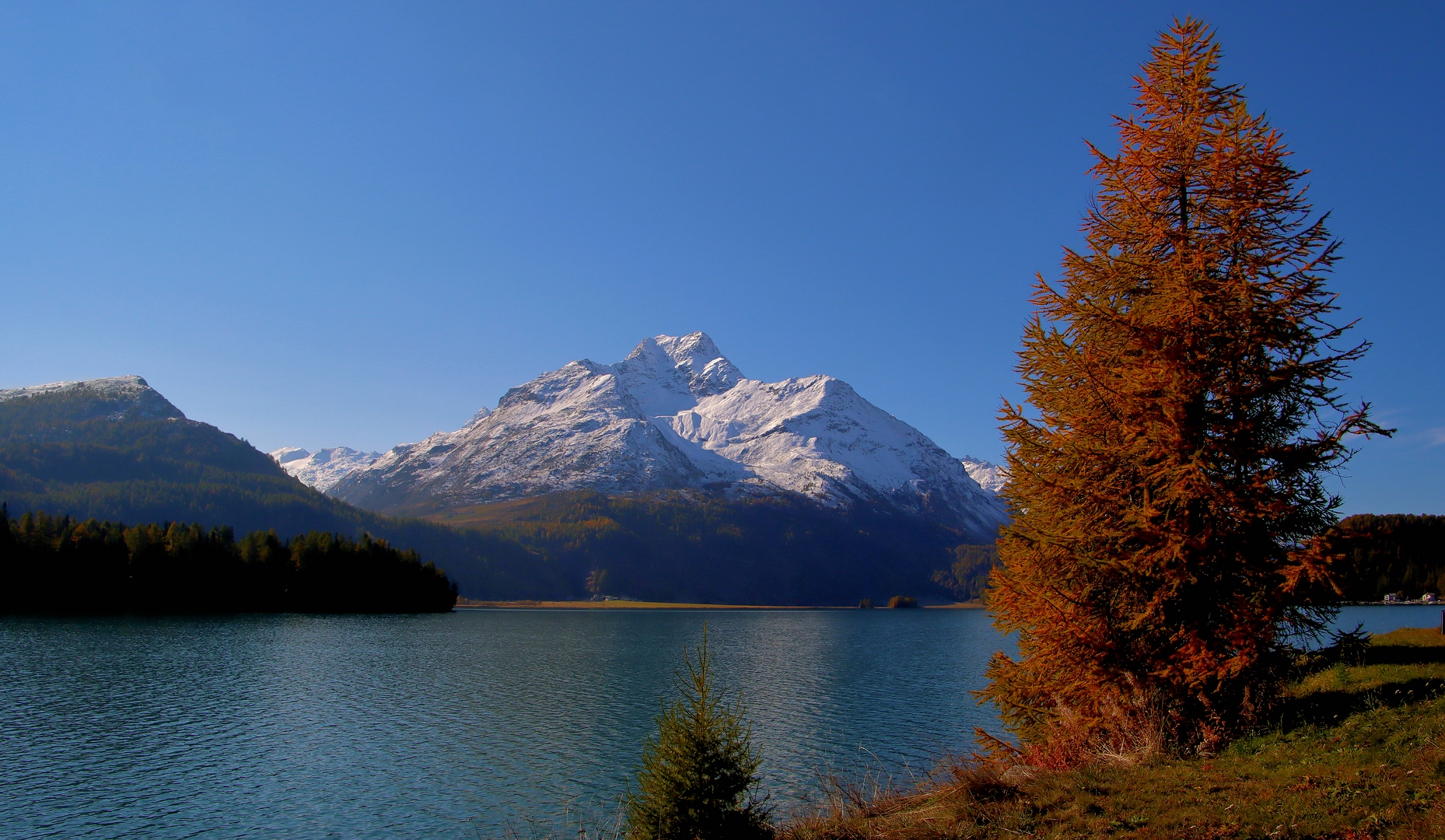 DIE LÄRCHE AM SEE