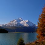 DIE LÄRCHE AM SEE