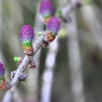 Die Lärche im Frühling