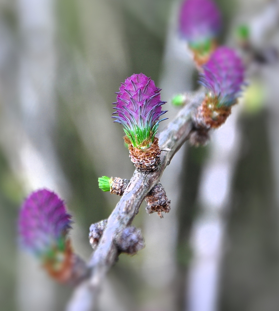 Die Lärche im Frühling.....