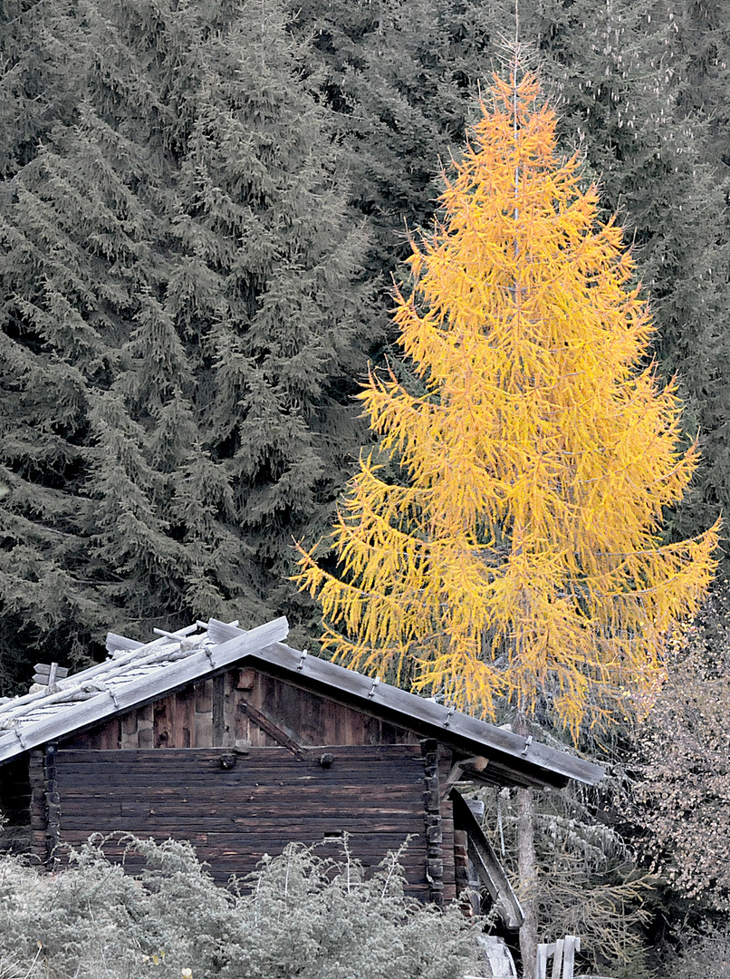 Die Lärche im Herbst