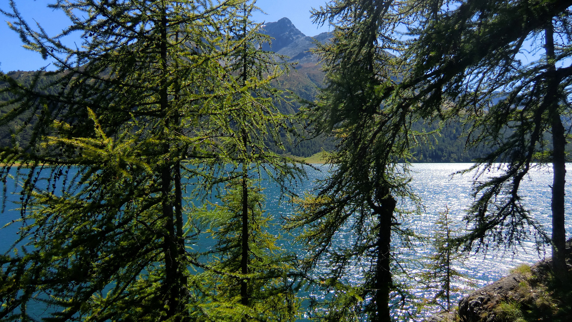 die Lärchen am See