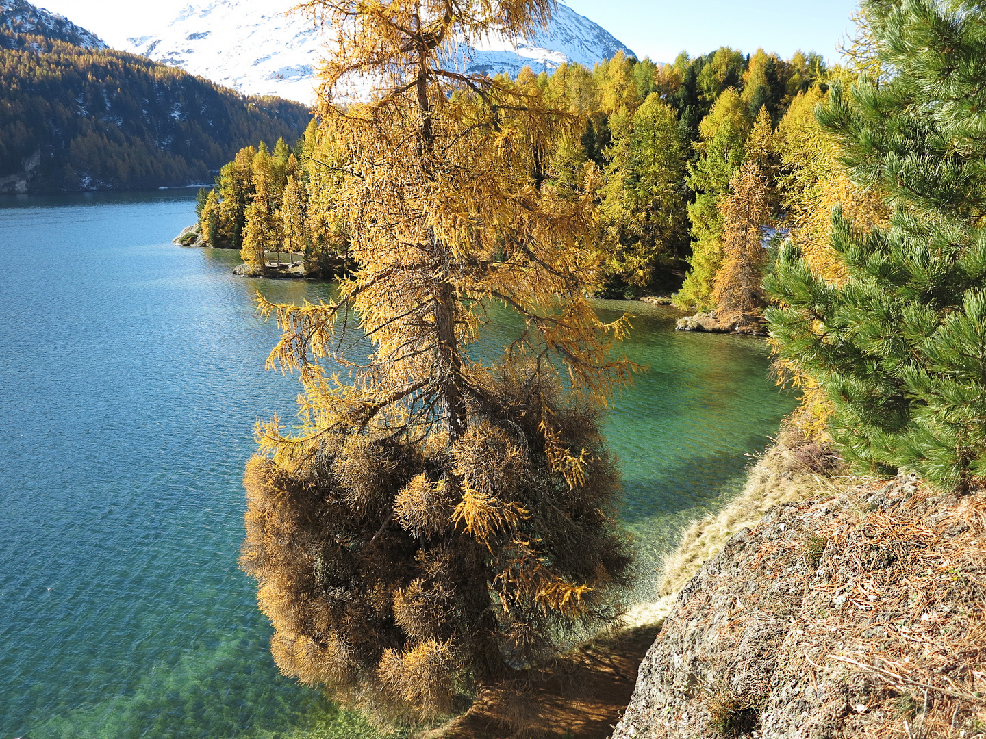 die Lärchen an der blauen Lagune...