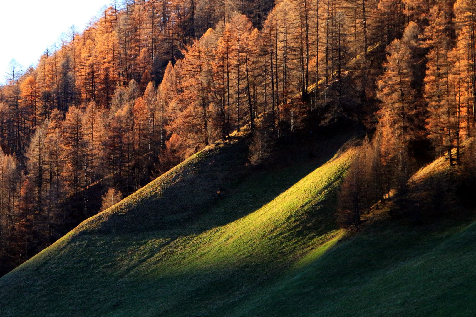 die Lärchen glühen im Abendlicht