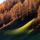 die Lärchen glühen im Abendlicht