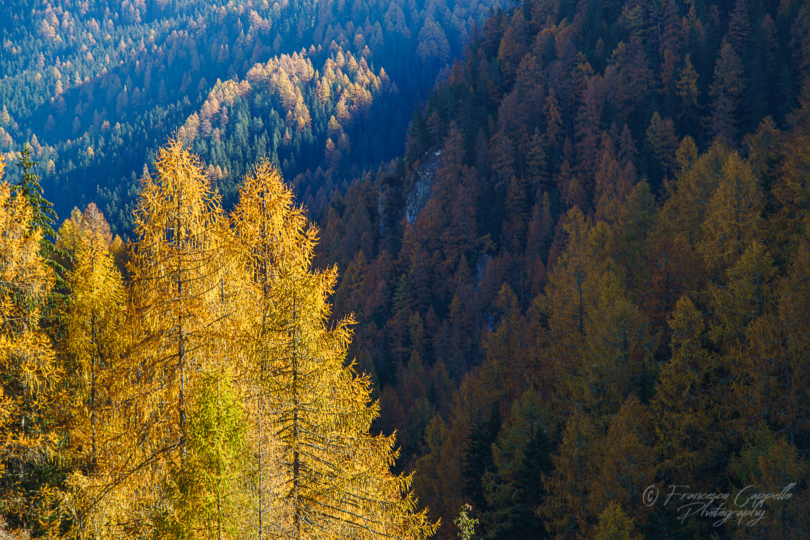 die Lärchen im Licht