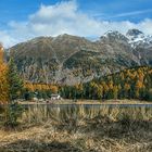 Die Lärchen in ihrem Herbstkleid