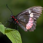 die lakritzschnecke