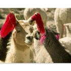 ...die Lamas werden auch geschmückt.