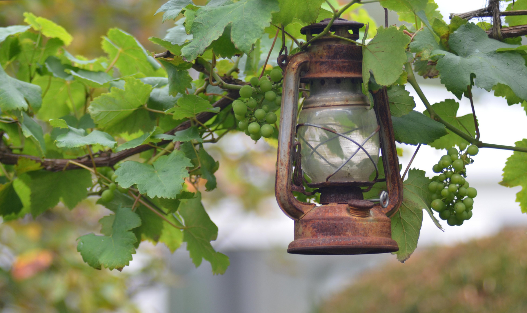 Die Lampe im Wein