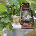 Die Lampe im Wein