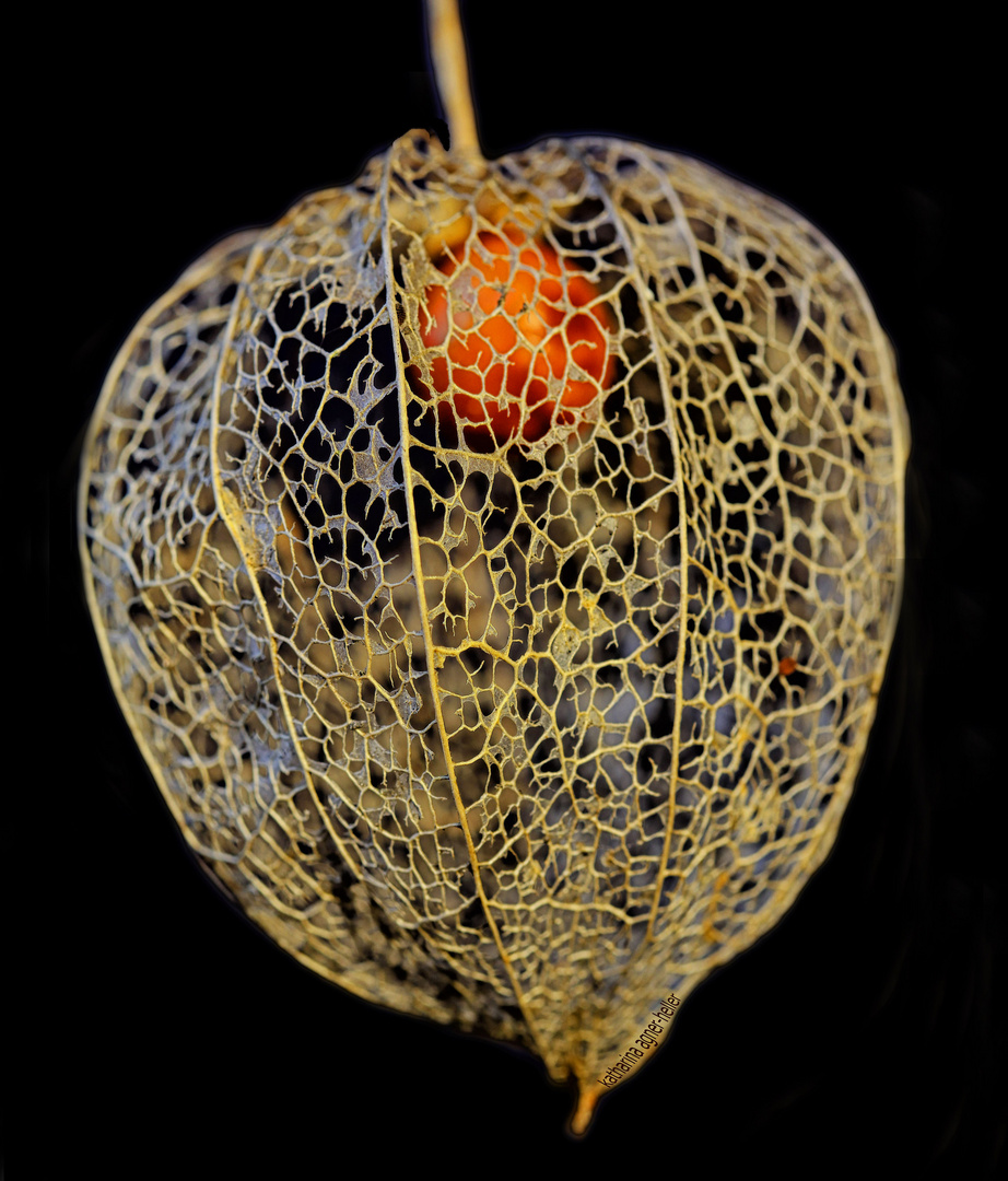 Die Lampion Blüte hat bereits ihr leuchtend-oranges Mäntelchen abgelegt