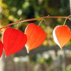  Die Lampionblume (Physalis alkekengi)