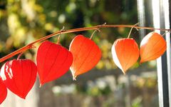  Die Lampionblume (Physalis alkekengi)