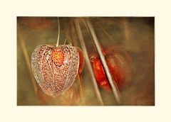 Die Lampionblume (Physalis alkekengi) 