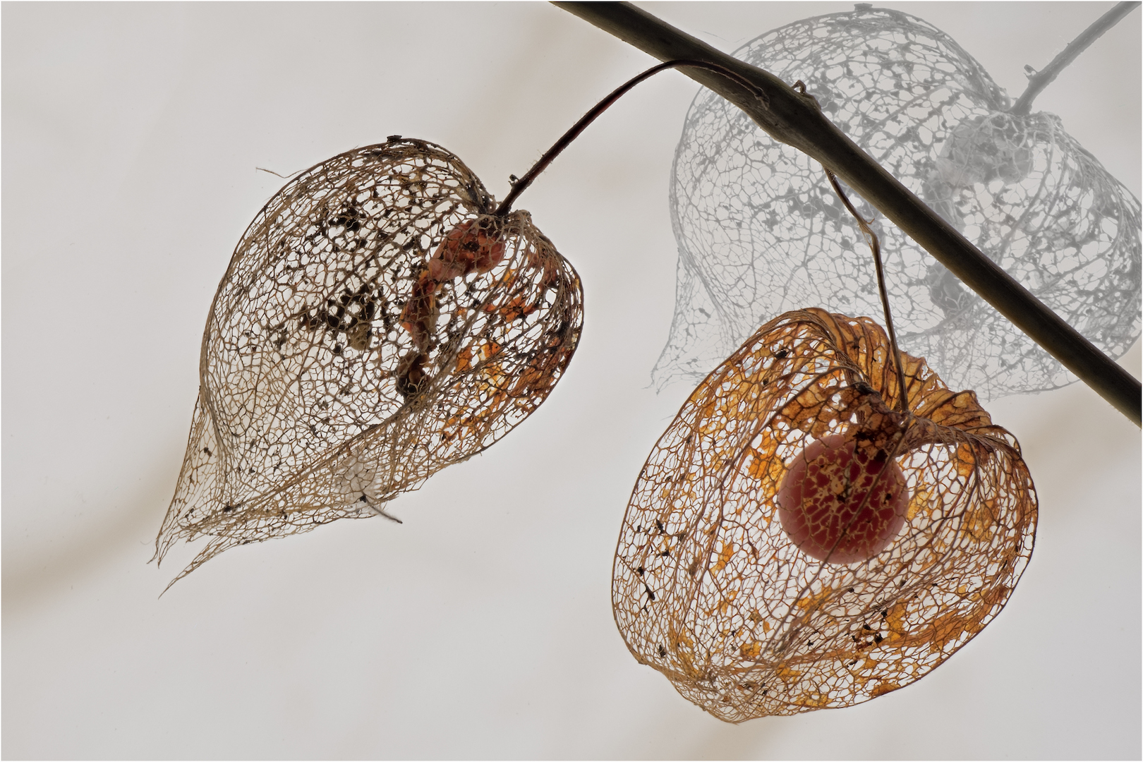 Die Lampionblume (Physalis alkekengi) 