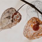 Die Lampionblume (Physalis alkekengi) 