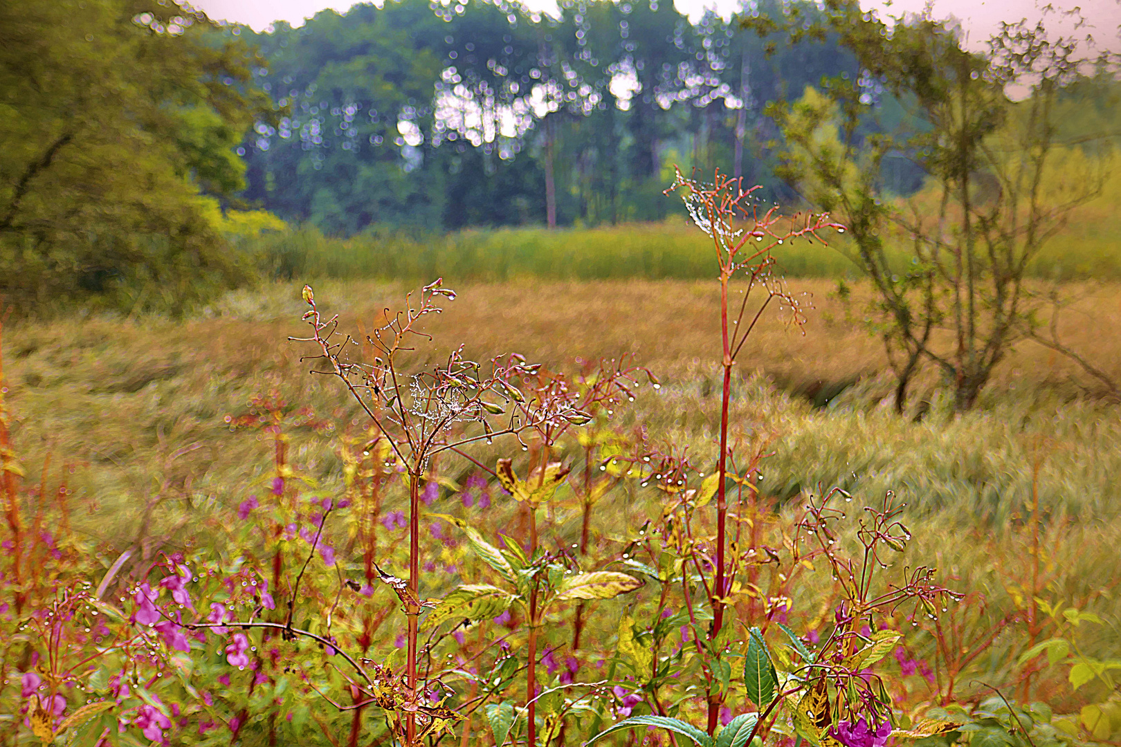 Die Landschaft am Weiher