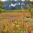 Die Landschaft am Weiher