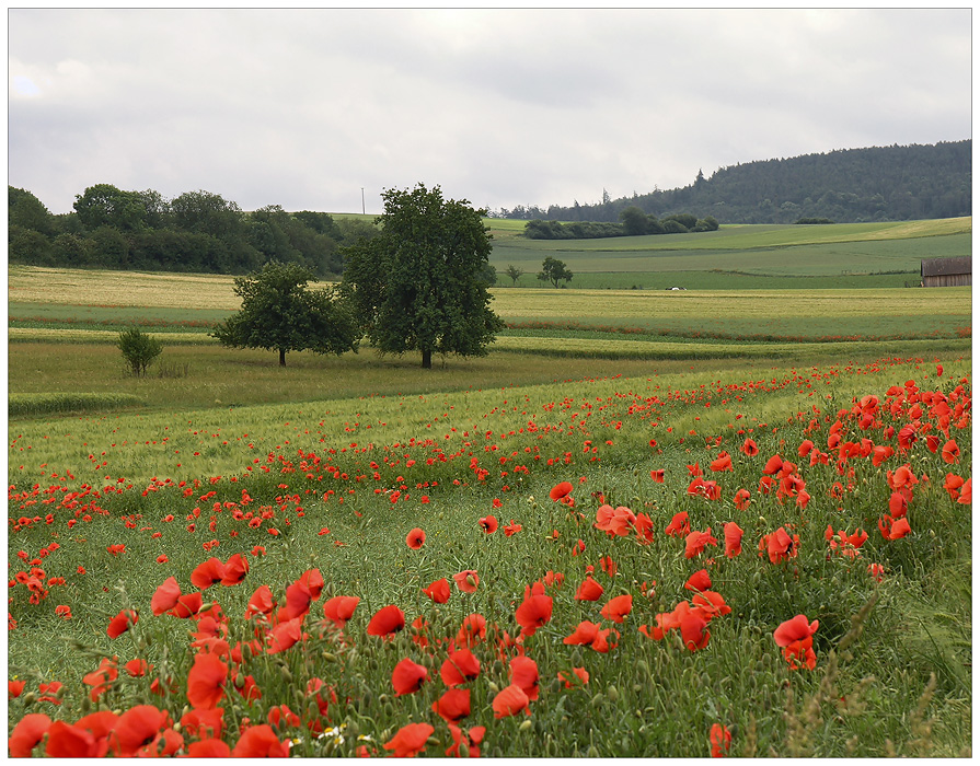 Die Landschaft mit den Mohnen