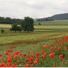 Die Landschaft mit den Mohnen