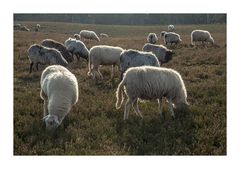 Die Landschaftspfleger der Westruper Heide