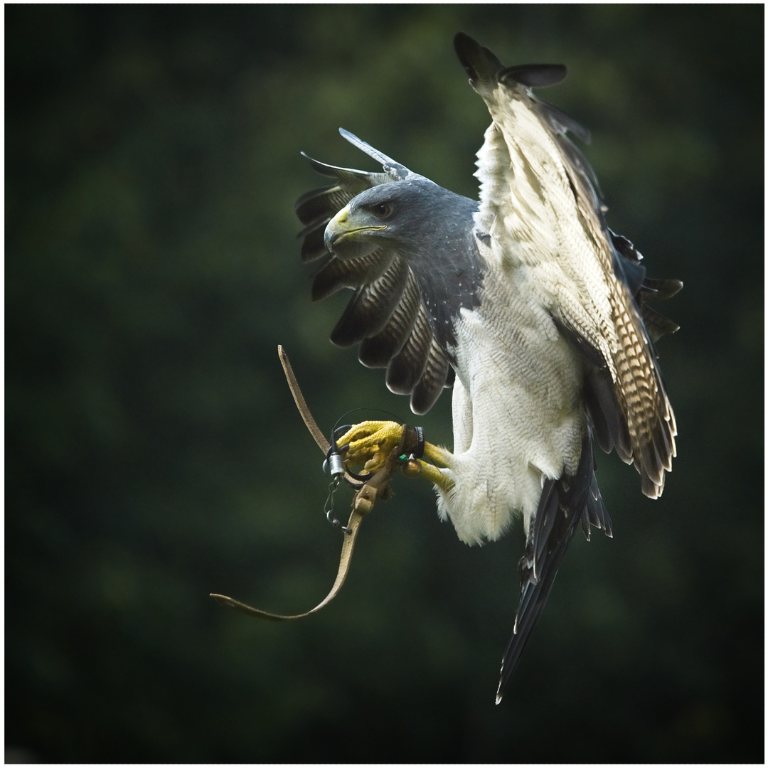 DIE LANDUNG Foto & Bild fotos, natur, tiere Bilder auf