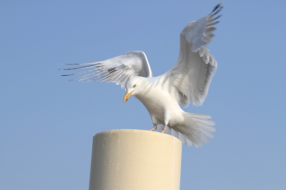 Die Landung ( Möwe )