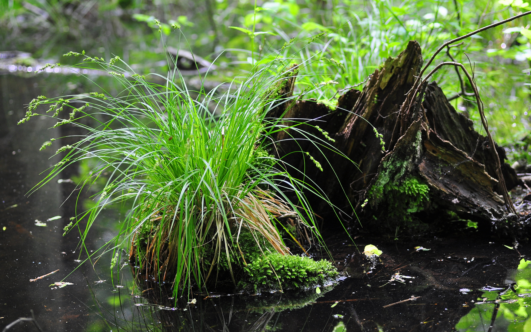 Die Langährige Segge (Carex elongata)