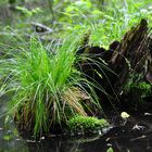 Die Langährige Segge (Carex elongata)