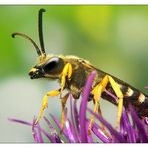 Die Langbienen kommen