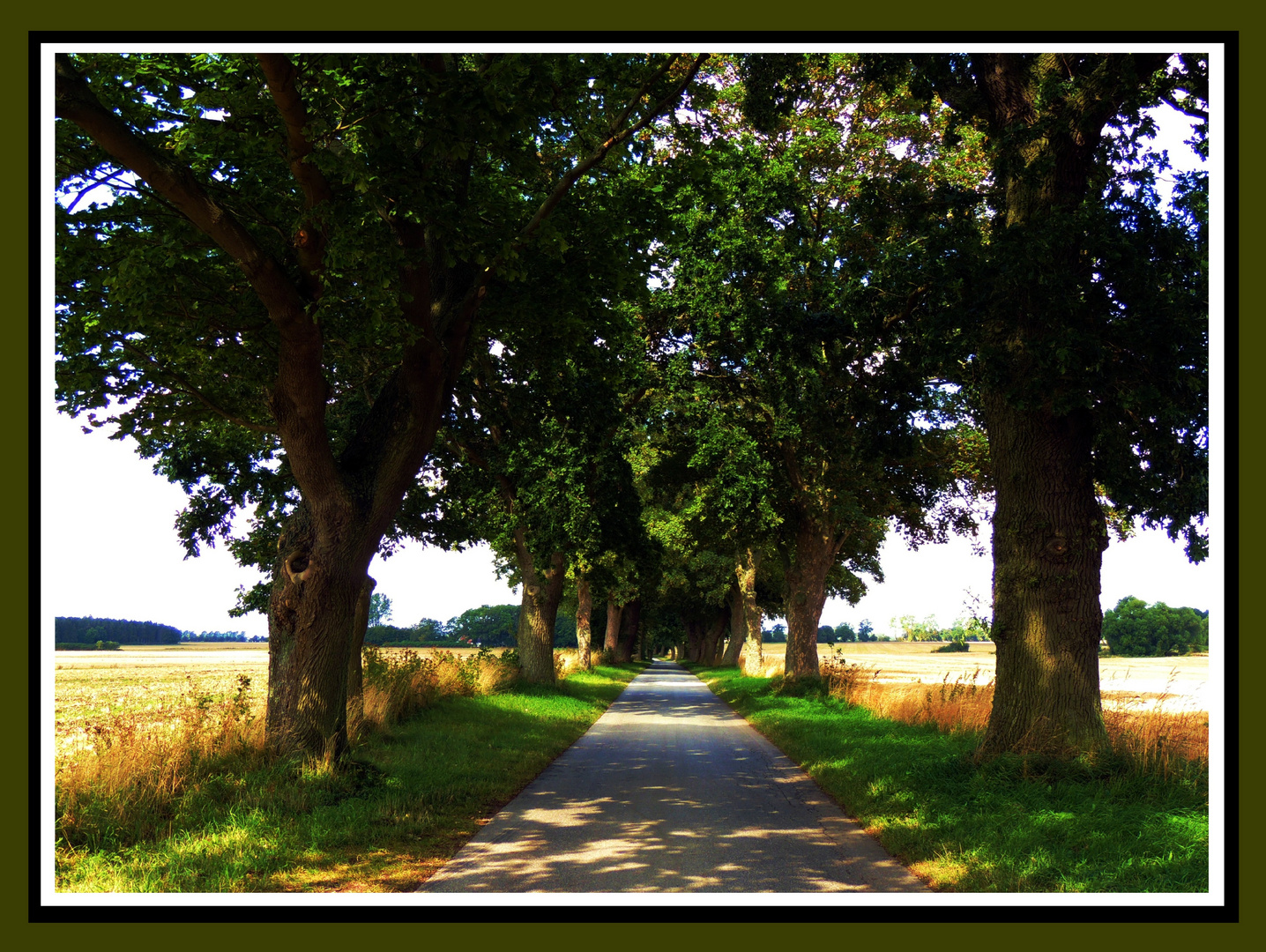 Die lange Allee nach Starkow - MV