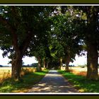 Die lange Allee nach Starkow - MV