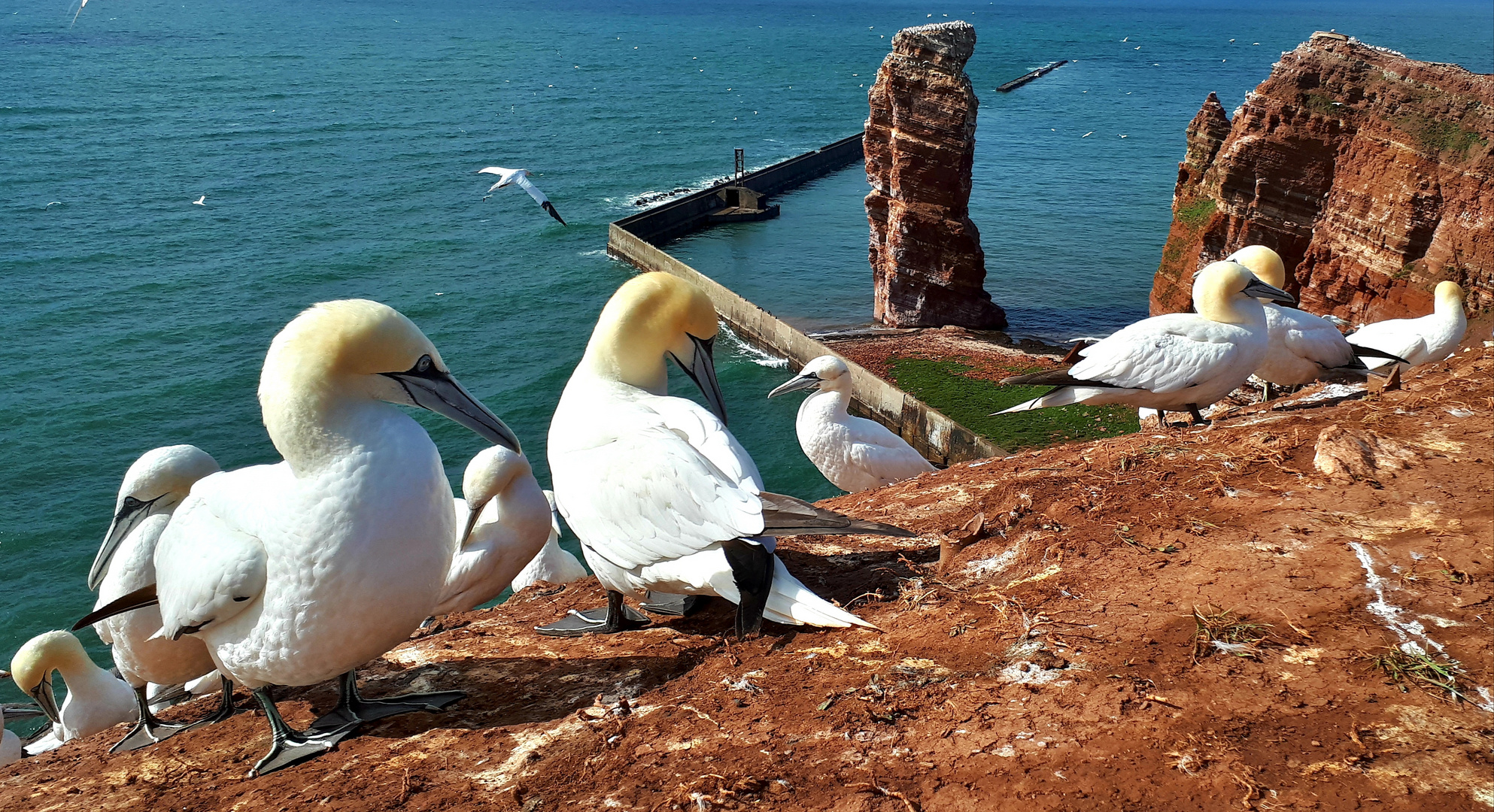 Die Lange Anna auf Helgoland...