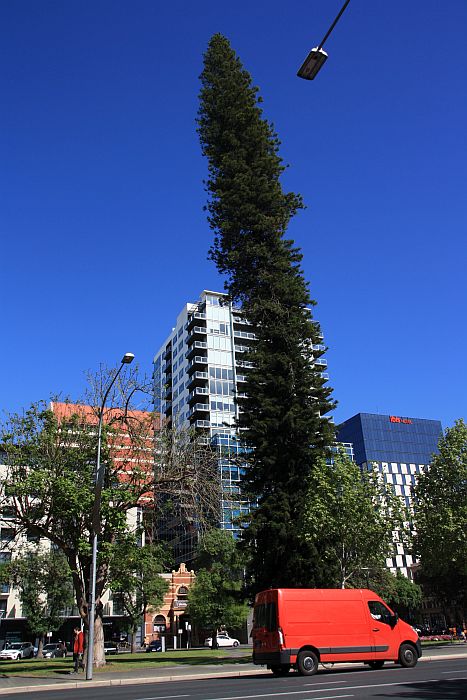 Die lange krumme Norfolk Pine am