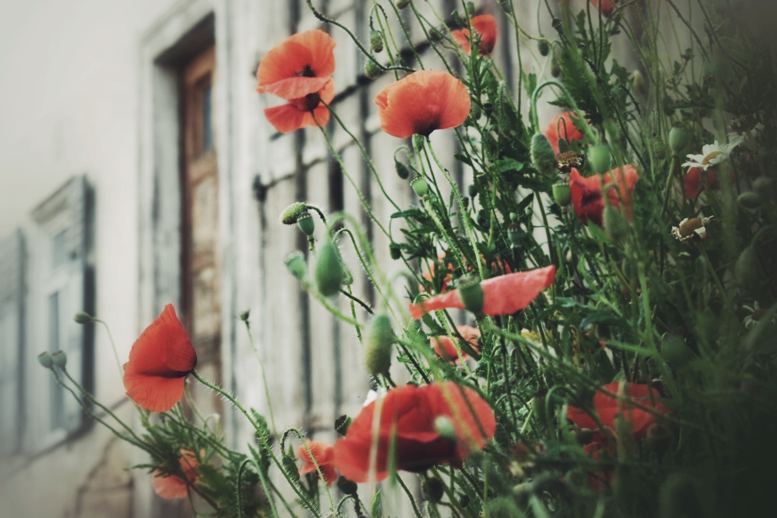 die lange Zeit der Mohnblumen _2