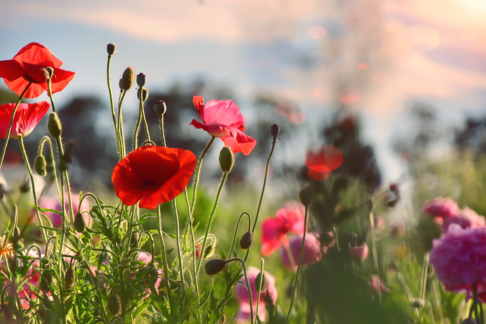 die lange Zeit der Mohnblumen