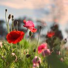 die lange Zeit der Mohnblumen