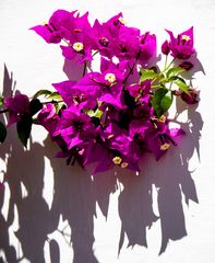 die langen schatten...