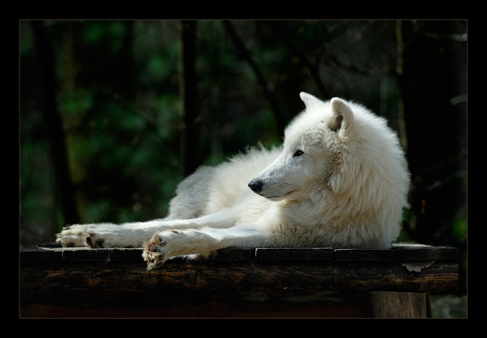 [ Die Langeweile des Polarwolfs ]