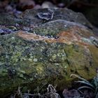 die Langsamkeit der Wintermelodie in der Natur