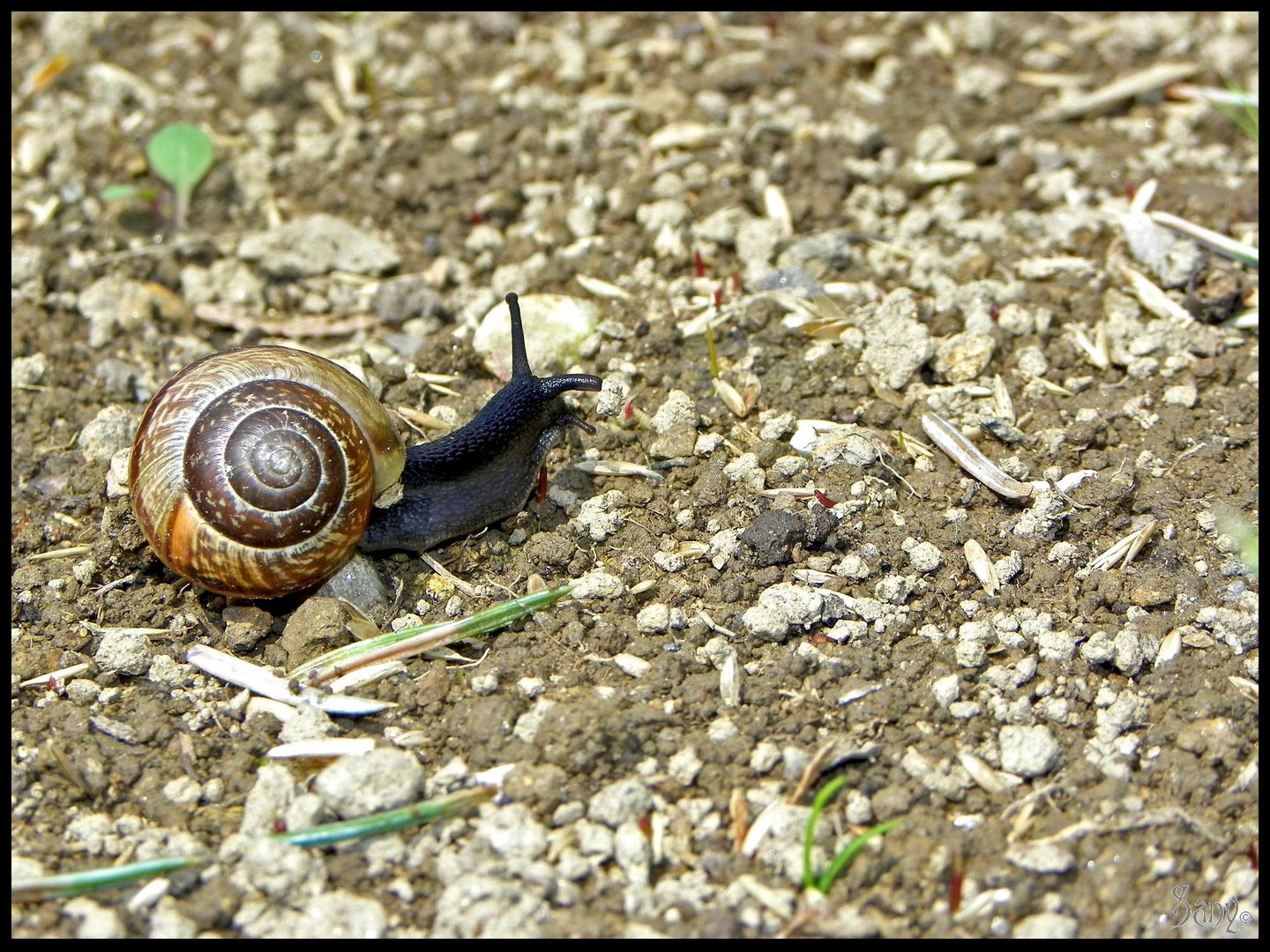 Die Langsamkeit des Seins