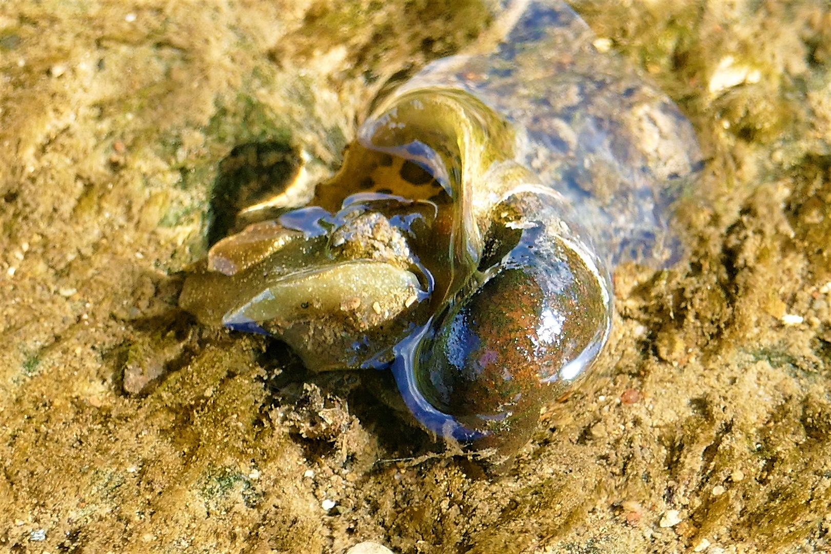 "Die Langsamkeit", im Wasser.