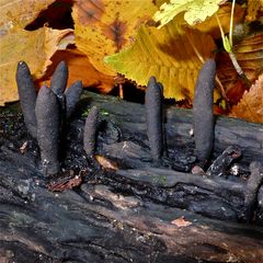 Die Langstielige Ahorn-Holzkeule (Xylaria longipes) auf Altholz