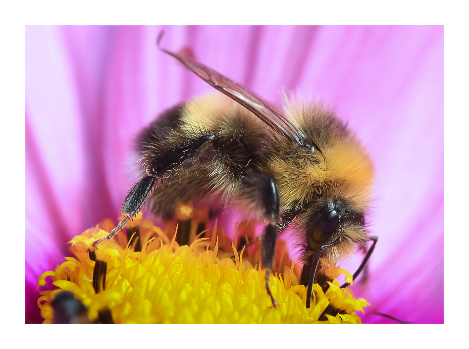 Die Lappland-Hummel....