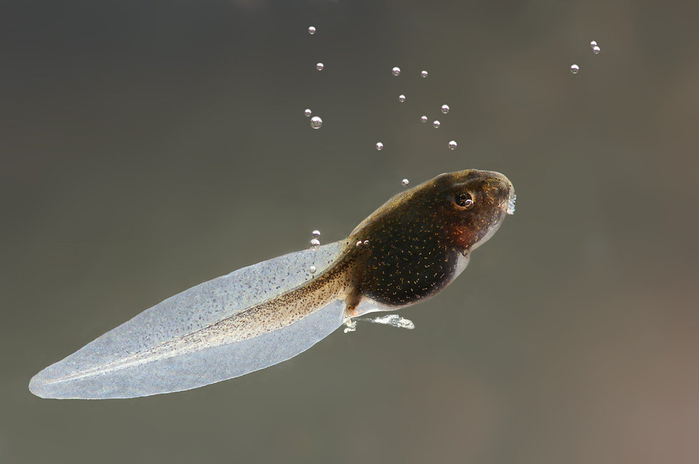 Die Larve Foto & Bild tiere, zoo, wildpark & falknerei, amphibien