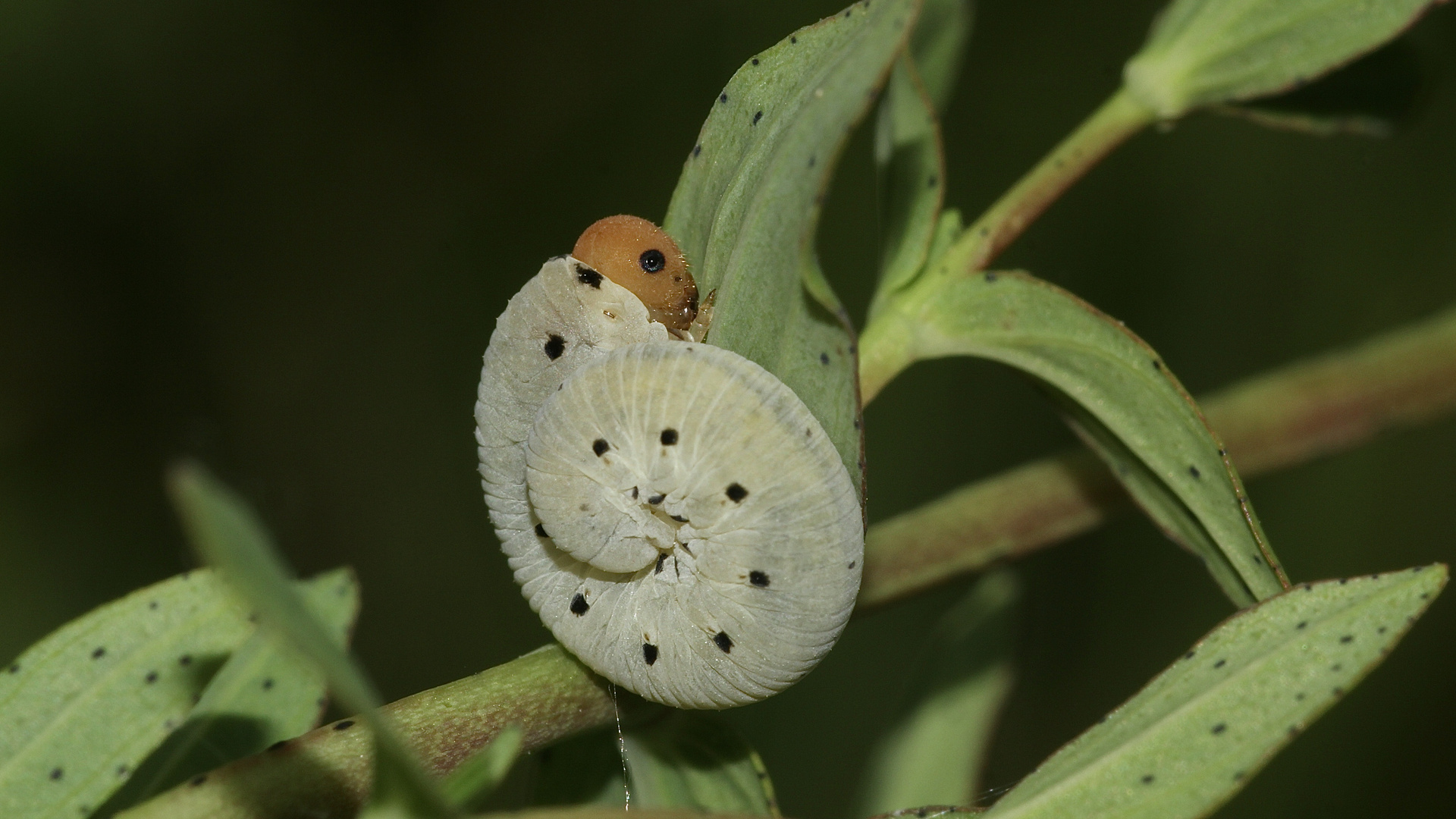 Die Larve der Blattwespe TENTHREDO ZONA (Fam. Tenthredinidae) ...