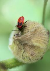 Die Larve der Feuerwanze auf Stockrosensamenkapsel*