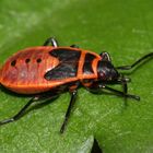 Die Larve der Feuerwanze Pyrrhocoris apterus